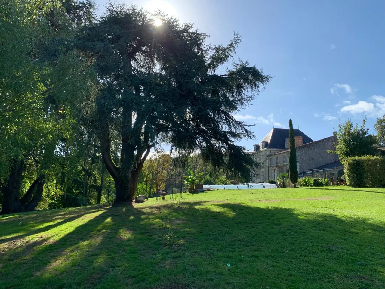 Grand cèdre du parc au soleil, château en arrière-plan