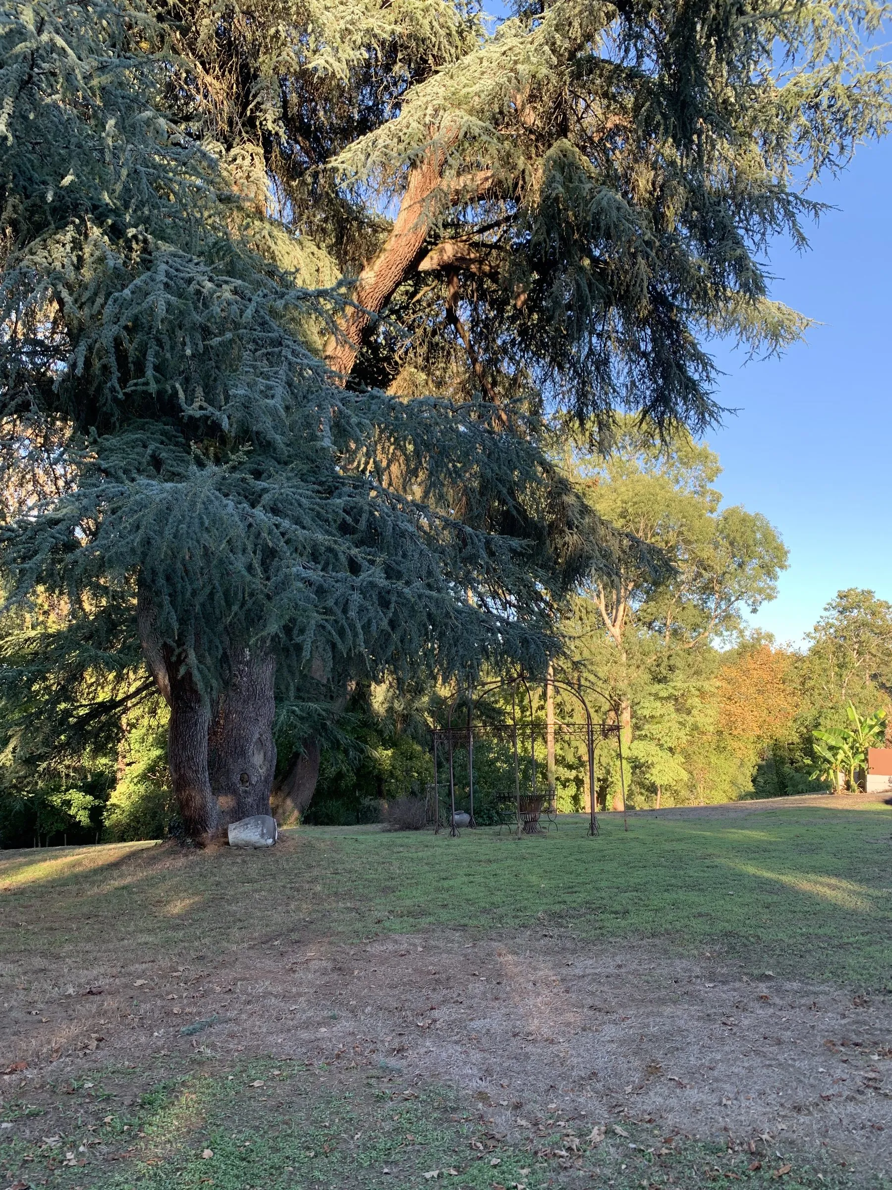 Cèdres centenaires du parc devant le château